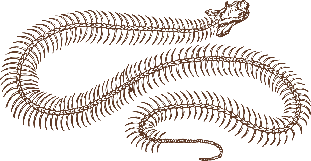 animal bones animal skulls ai inspired snake illustration for educational purposes