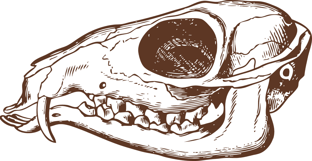 animal bones animal skulls ai illustration for educational purposes and art projects