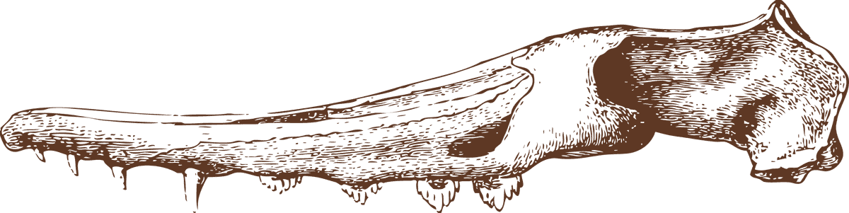 animal bones animal skulls ai for educational and artistic purposes exploring skeletal structures