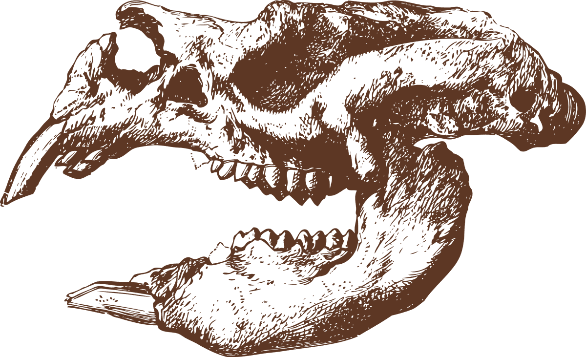 animal bones animal skulls ai for eerie decorations and educational purposes
