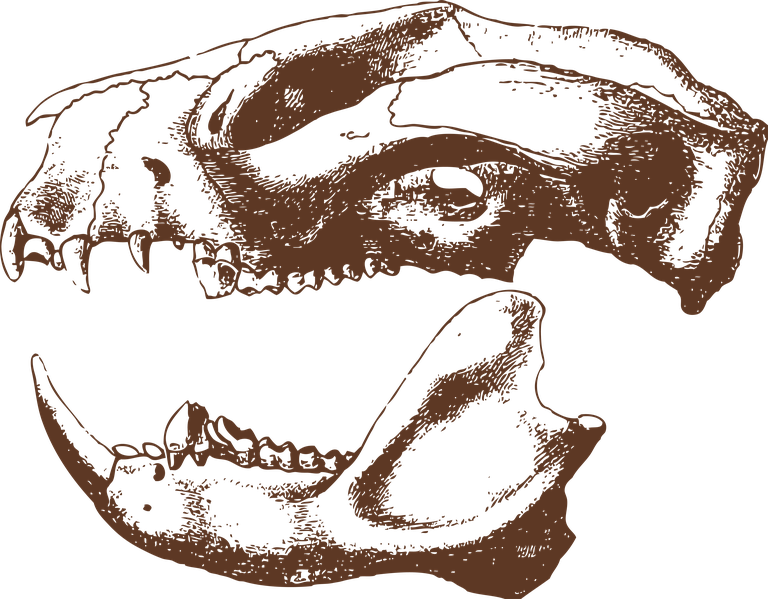 animal bones animal skulls ai illustrations for educational purposes and creative projects