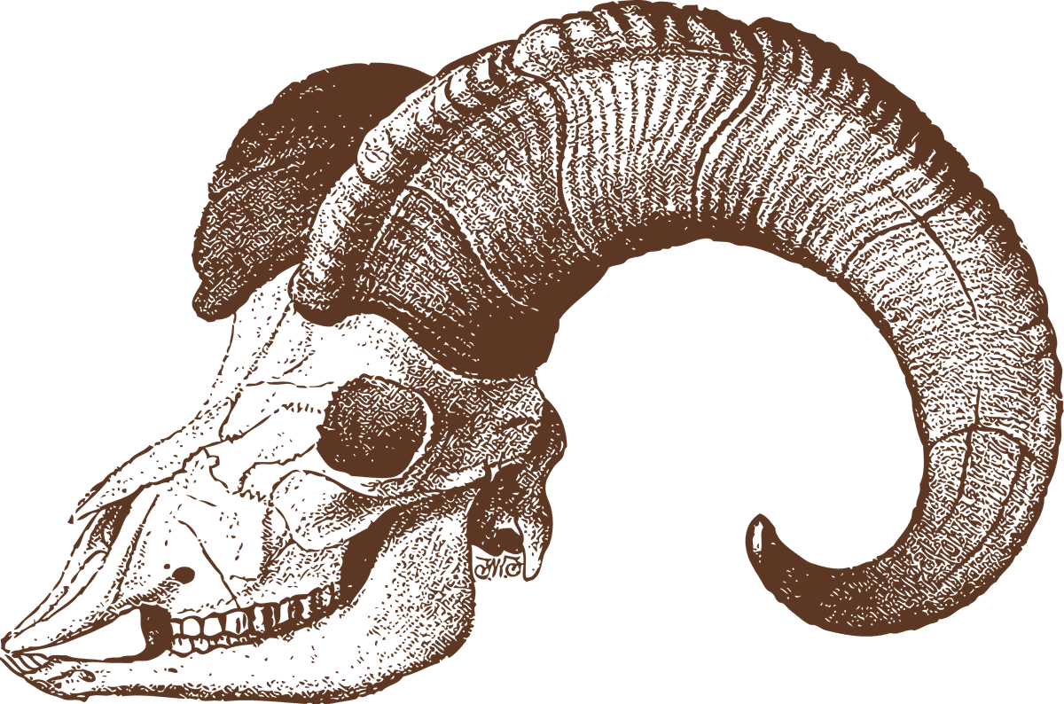 animal bones animal skulls ai for artistic and educational purposes with intricate details