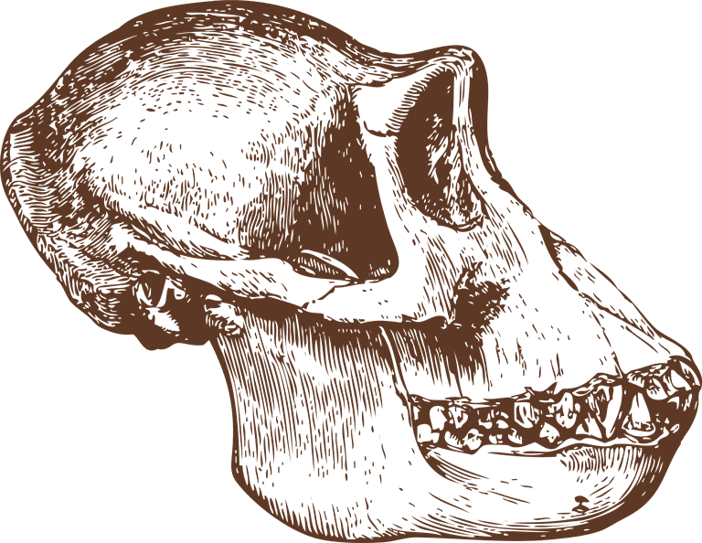 animal bones Animal Skulls ai