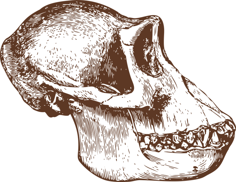 animal bones animal skulls ai for creative arts and educational projects