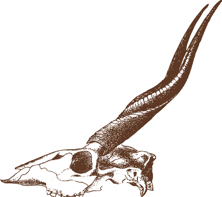 animal bones animal skulls ai illustration for educational and artistic purposes