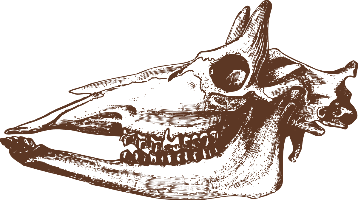 animal bones animal skulls ai illustration showcasing intricate structures for educational use