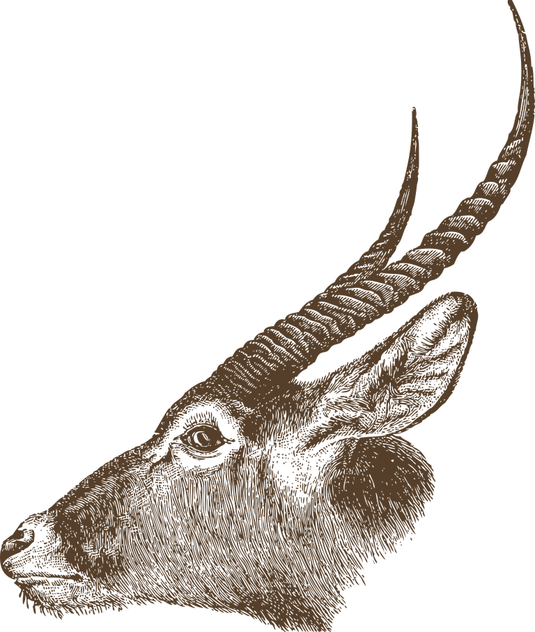 elegant animal head animal heads illustration for artistic home décor and unique branding