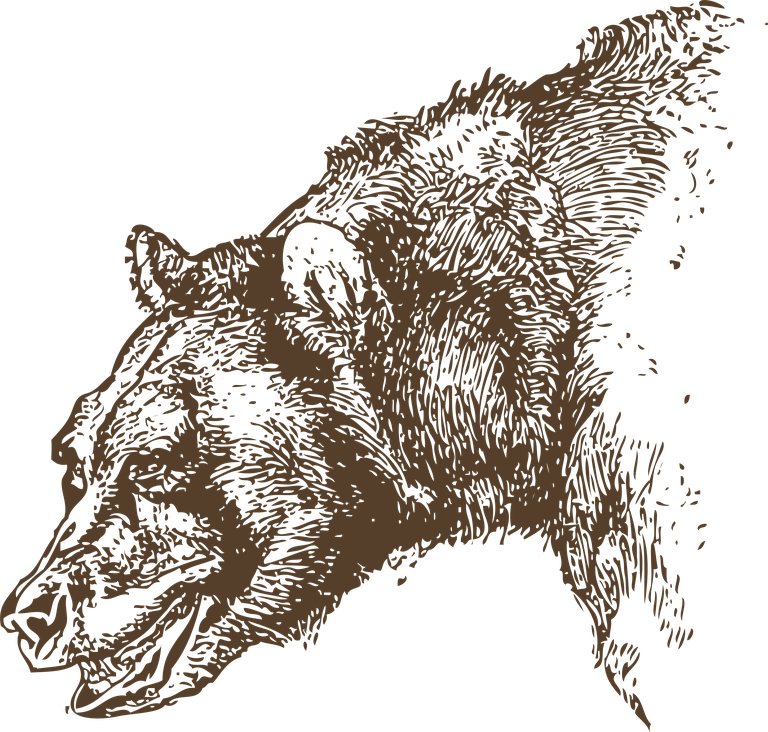 bear head animal heads illustration for wildlife enthusiasts and modern decor