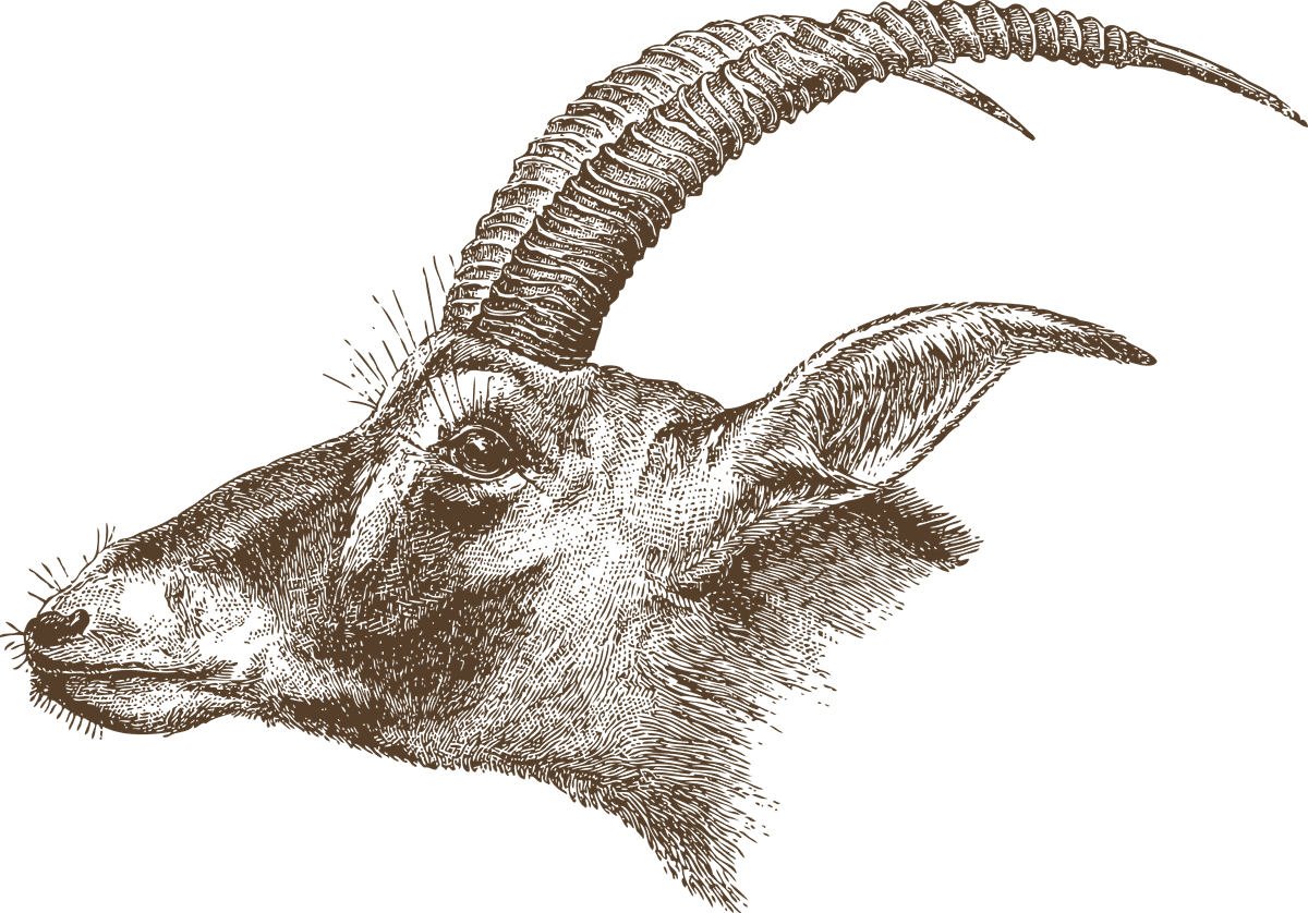 animal head animal heads with intricate details for wildlife enthusiasts in earthy tones