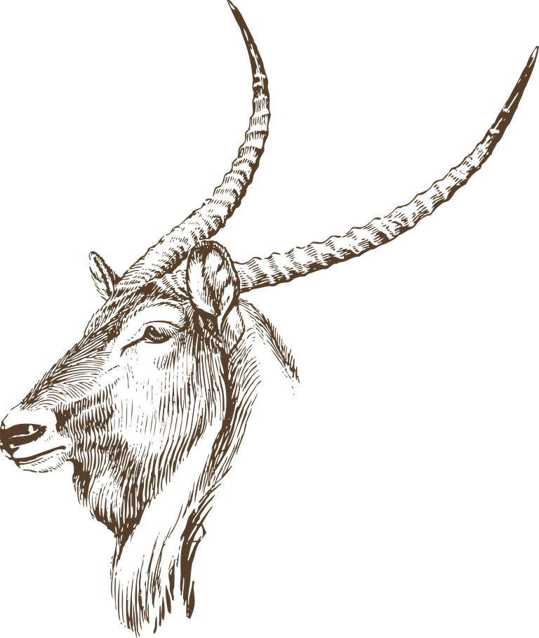 animal head animal heads in vintage style with intricate detailing for decor and branding