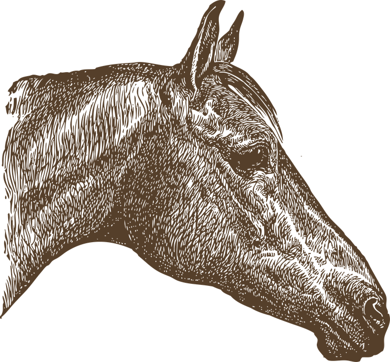 animal head animal heads illustration in minimalist style for artistic projects and decor