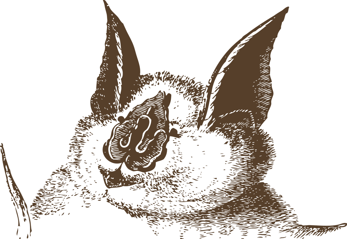 charming animal head animal heads illustration with unique features for modern decor