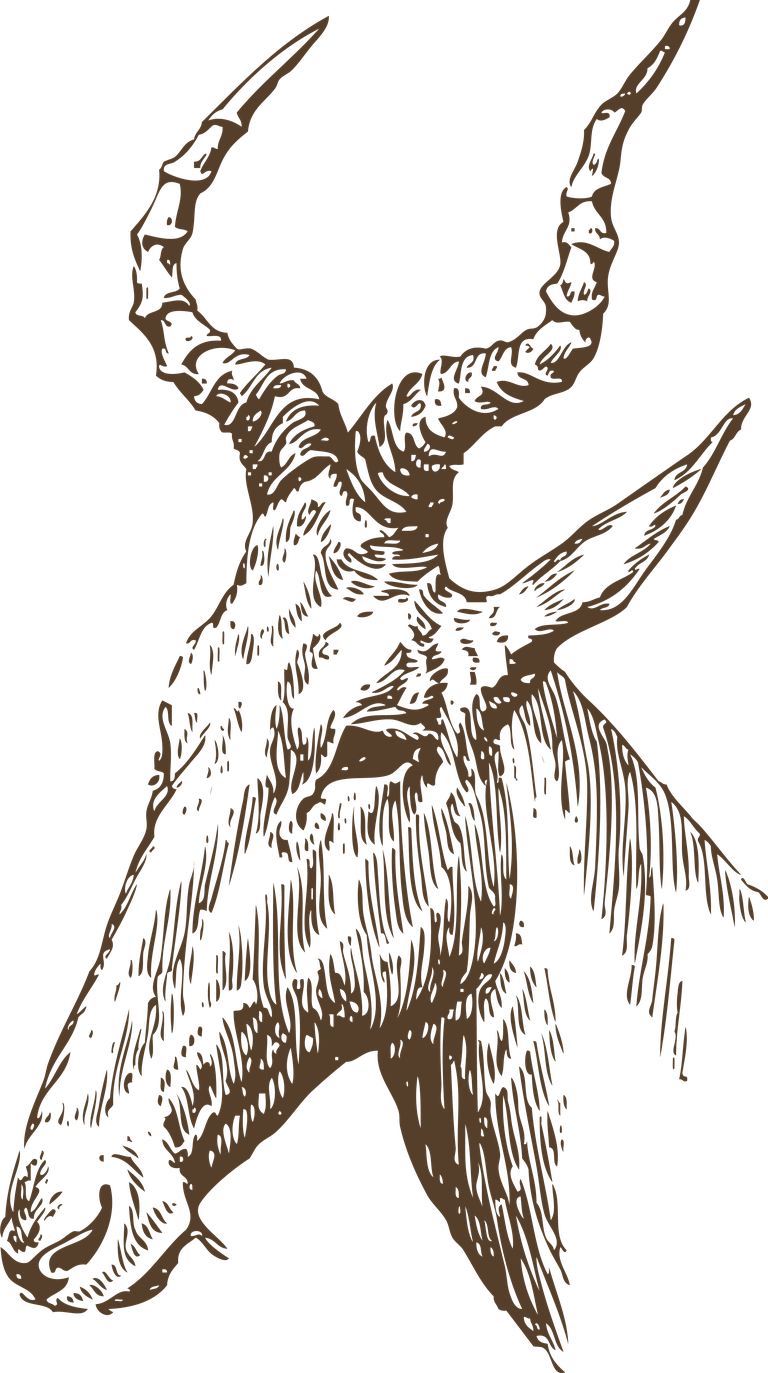 intricate animal head animal heads illustration for nature lovers and rustic decor