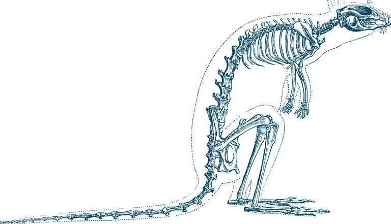 animal skeleton vintage animal skeletons for your biology projects nature publications