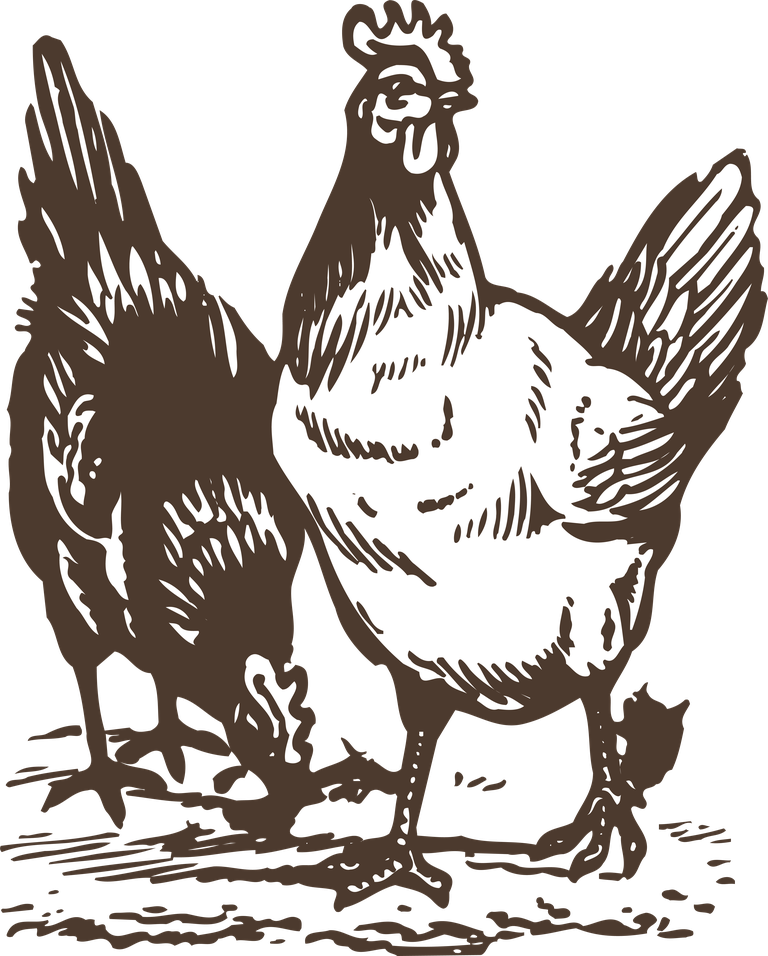 animals drawing poultry animals vector