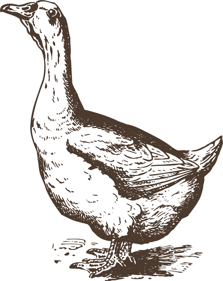 charming hand-drawn illustration of poultry animals featuring elegant geese for diverse projects