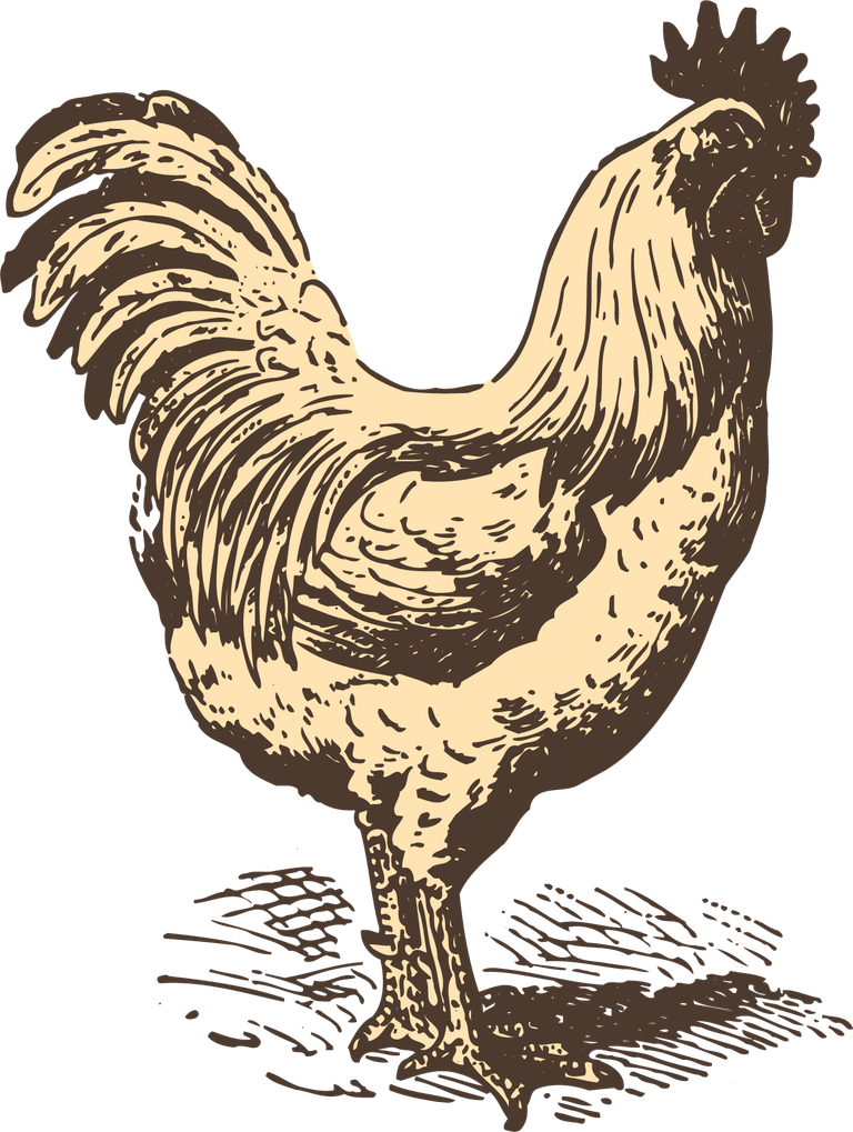 animals drawing poultry animals vector with detailed vintage style for farm illustrations