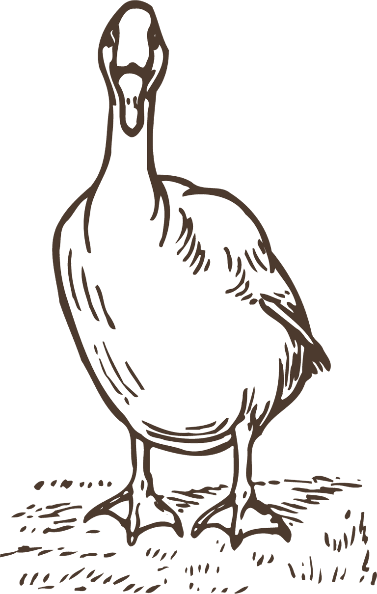 animals drawing poultry animals vector