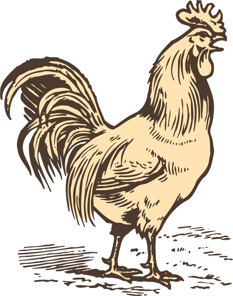 animals drawing poultry animals vector featuring a majestic rooster in vintage style