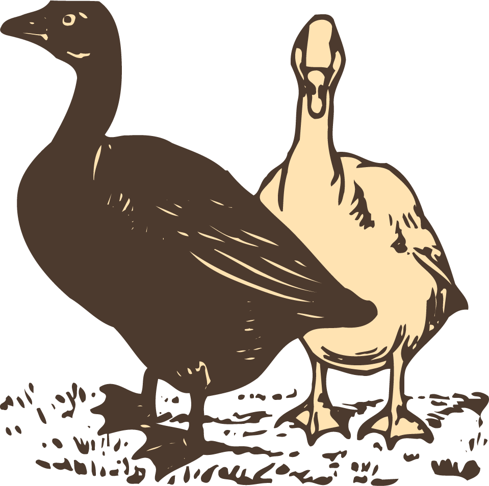 animals drawing poultry animals vector featuring detailed ducks for farm and education
