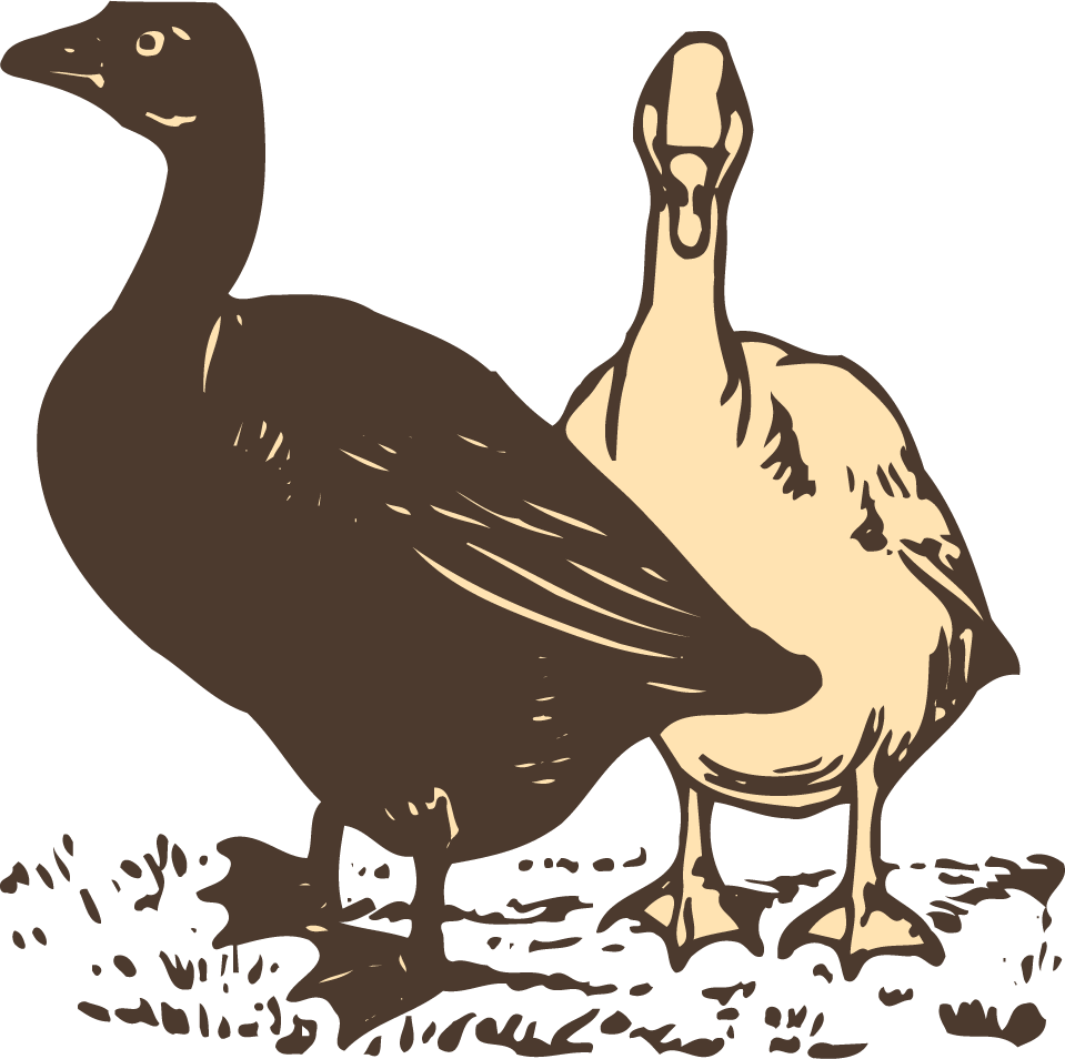 animals drawing poultry animals vector