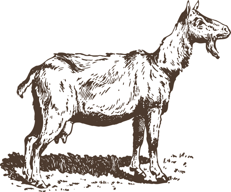 animals drawing poultry animals vector featuring a detailed goat illustration for educational use