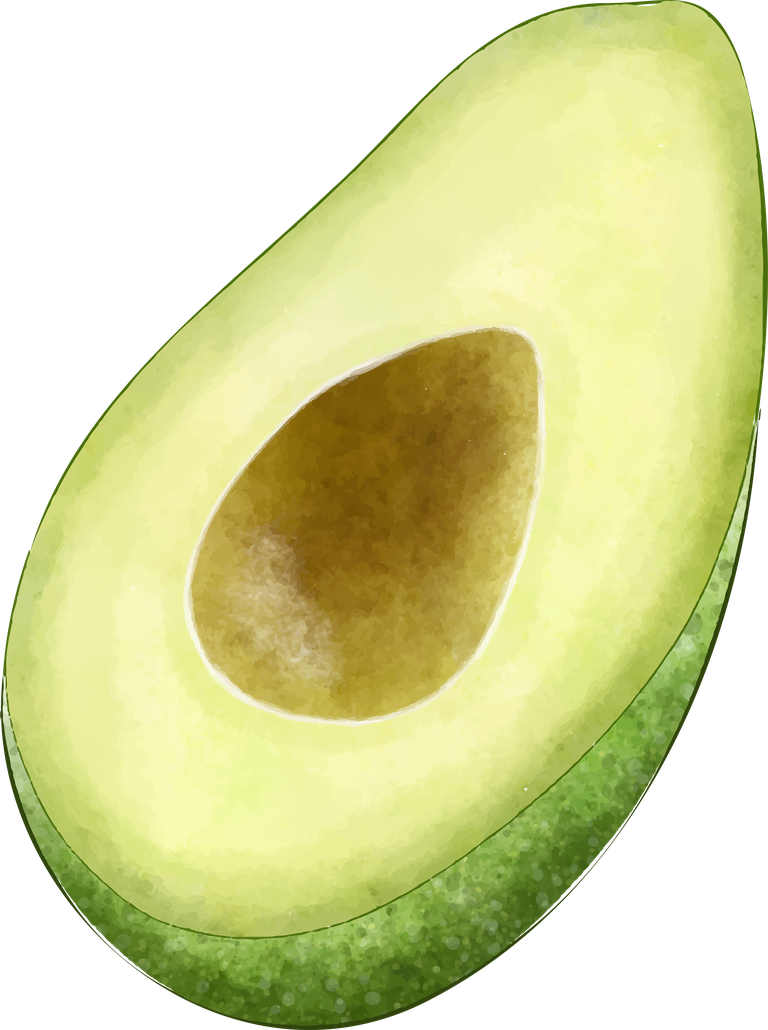 avocado different angles avocado fruit illustrations for culinary and health uses