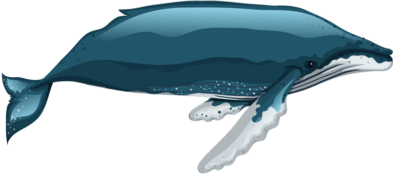 baleen whale arctic food chain diagram concept