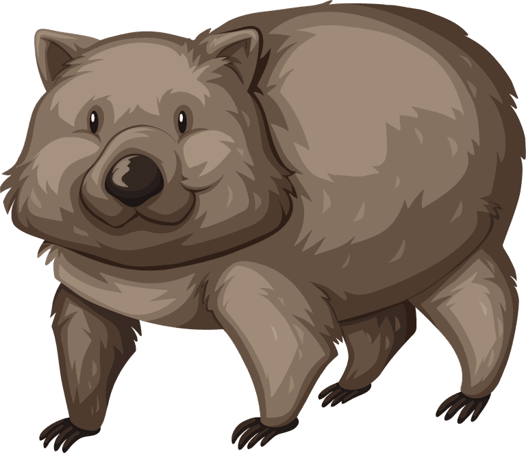 bear different types of wild animals in australia illustration