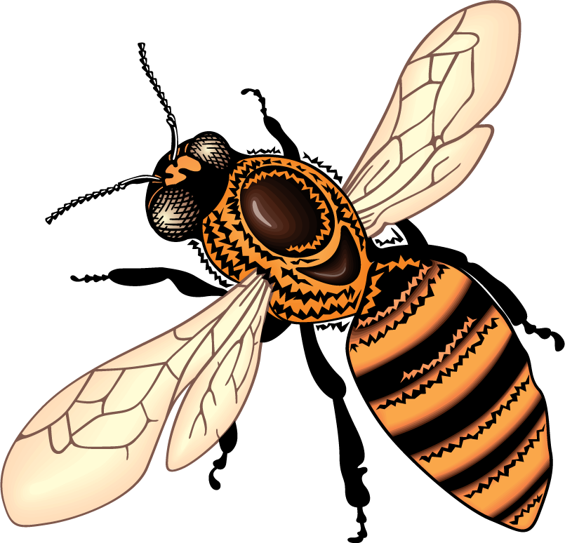 bee bee honey honeycomb vector illustration for sustainable farming and nature projects