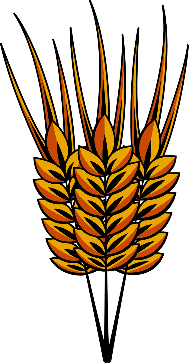 beer elements vintage symbols sketch featuring wheat and barley in a rustic style