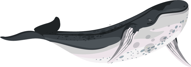big whale whale species icons swimming sketch black white 
