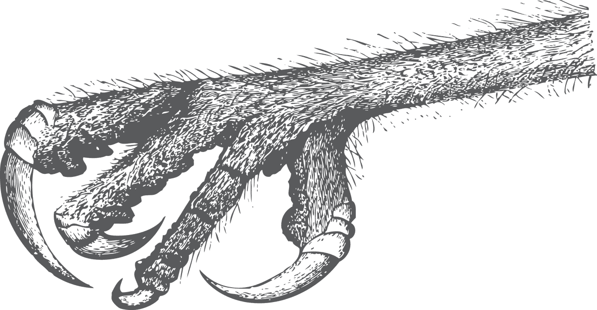 bird head and claws silhouette for wildlife-themed decor and art projects