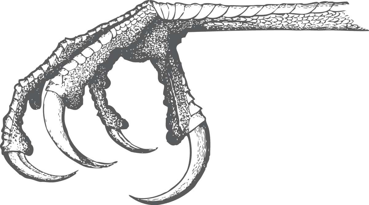 bird head and claws illustration for natural wildlife inspiration and creative projects