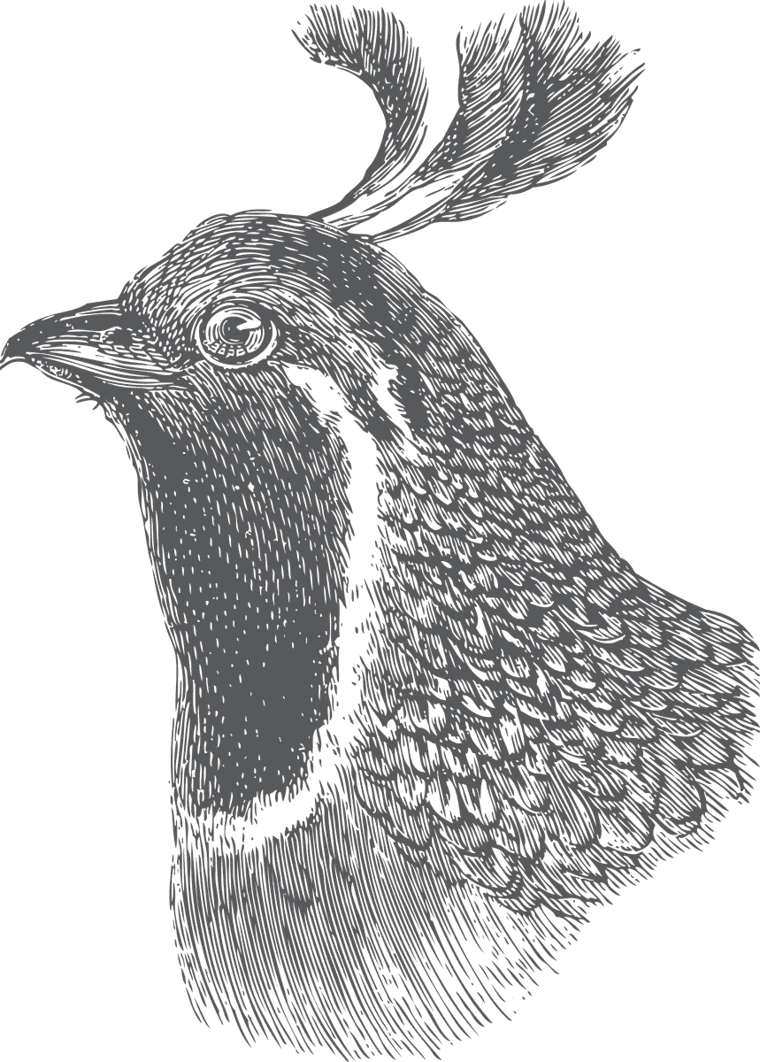 intricate bird head and claws illustration perfect for nature enthusiasts and artists