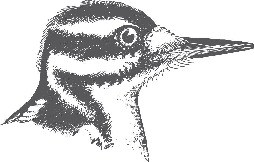 bird head and claws illustration for nature enthusiasts and educational projects