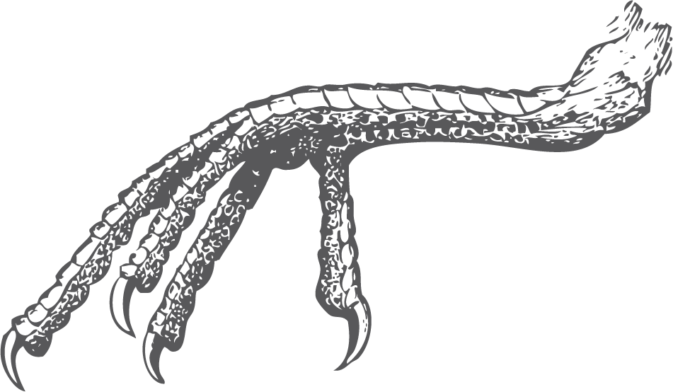 bird head and claws illustration for creative projects and nature themes