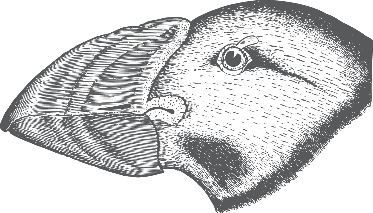 bird head and claws illustration for artistic projects and nature enthusiasts