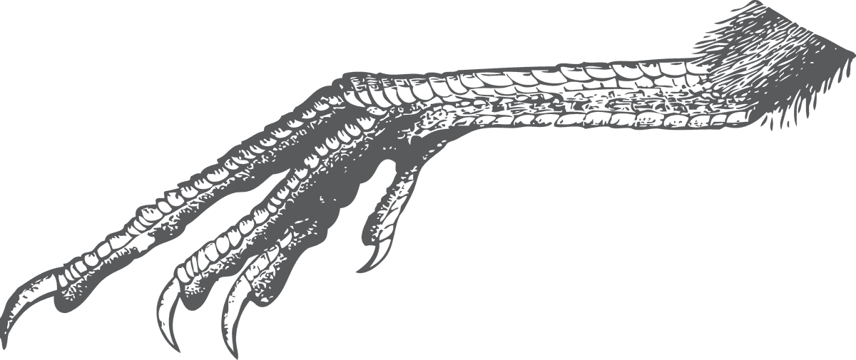 bird head and claws for unique artistic creations and illustrations in various styles