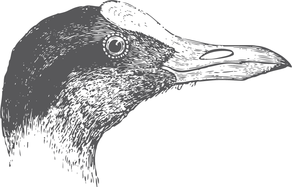 bird head and claws silhouette for unique art projects and nature-inspired themes