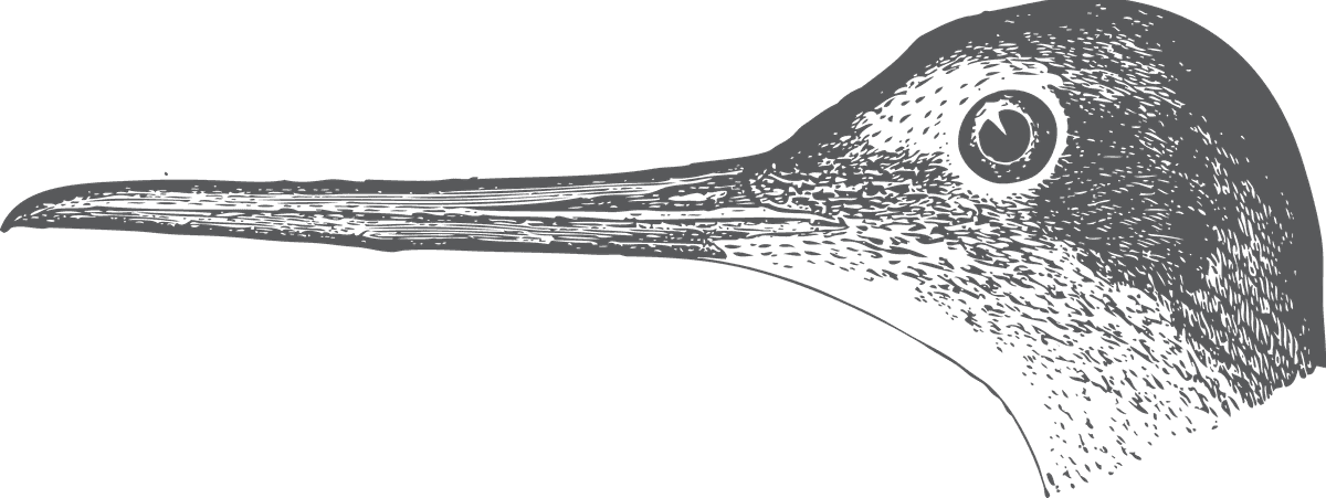 bird head and claws illustration for nature lovers and wildlife enthusiasts