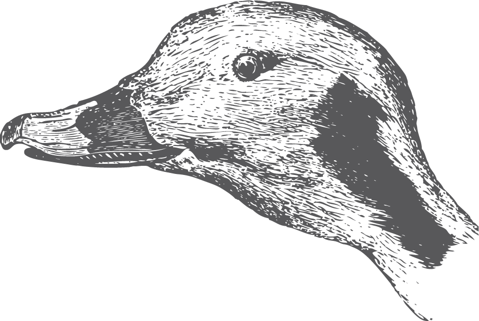 bird head and claws illustration for nature lovers and wildlife enthusiasts