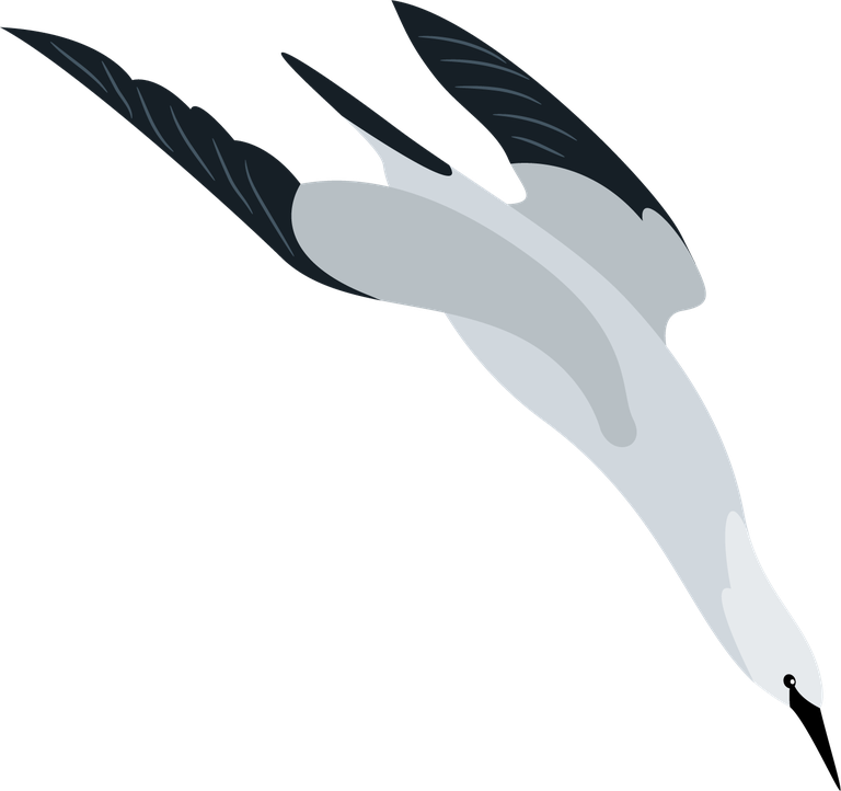 bird painting colorful flat sketch motion 