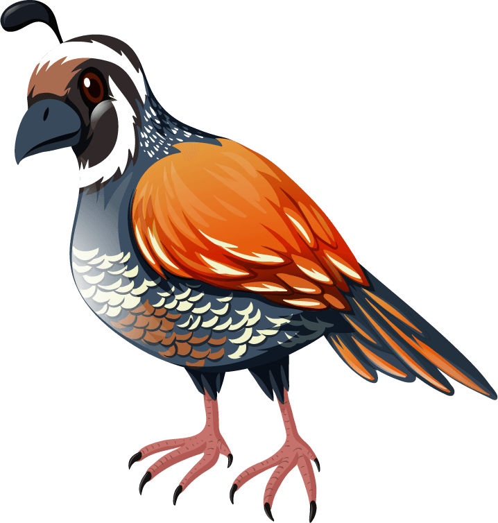 bird set wild animals featuring vibrant quail with colorful feathers for playful nature themes