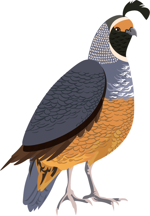 blackcock galliformes elements turkey peafowl chicken ostrich sketch