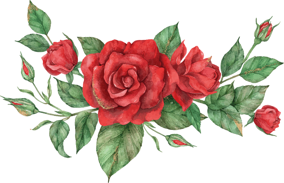 blooming red rose flower set