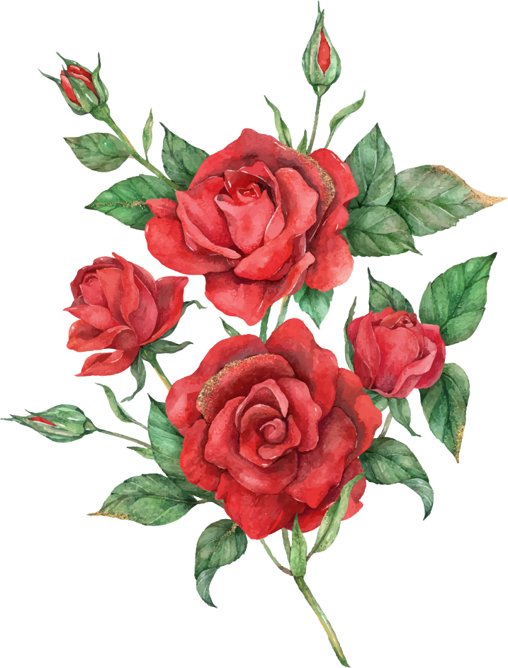 blooming red rose flower set