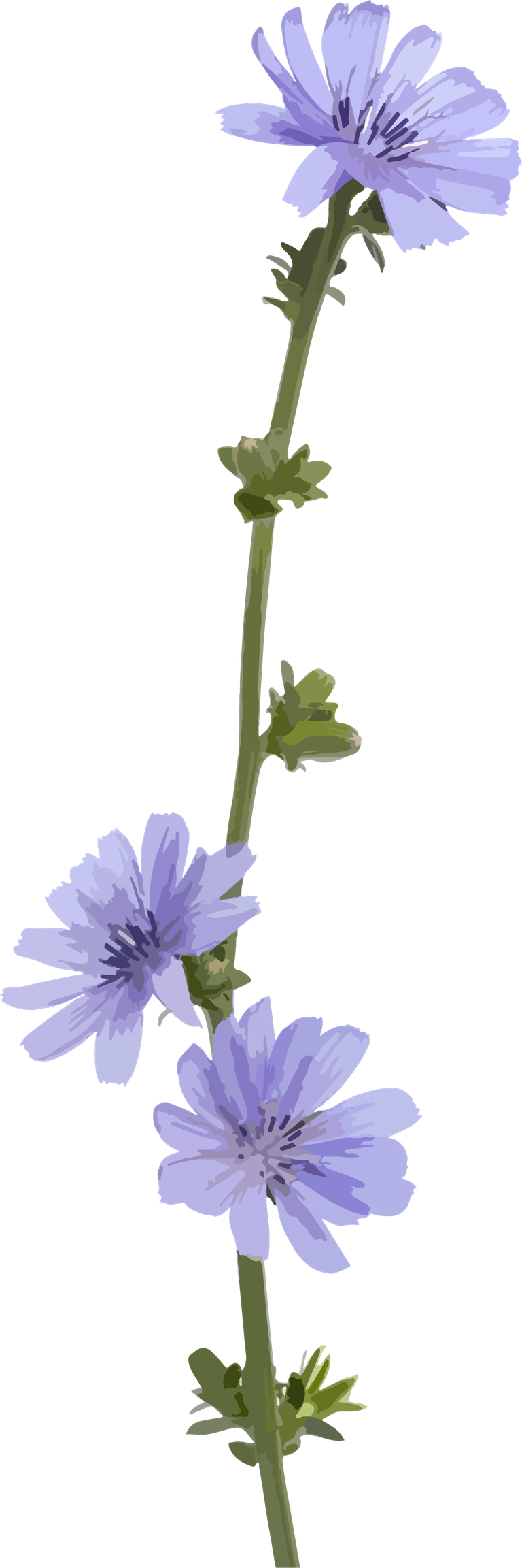 blue flowers of nature cover for serene backgrounds and calming decor