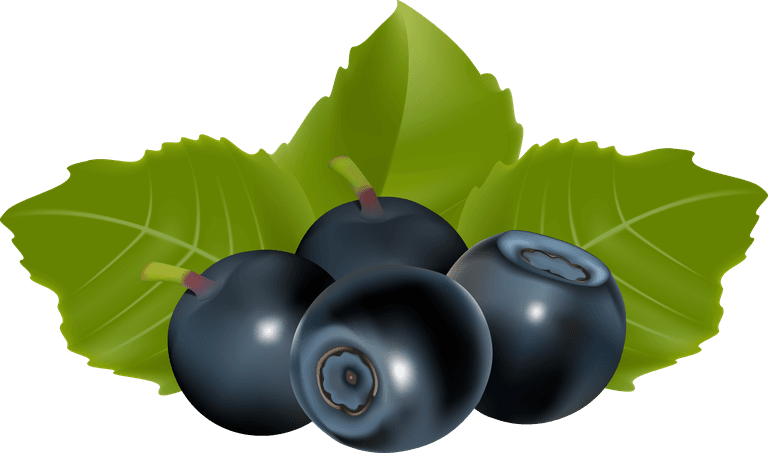 blueberry some fruits vector