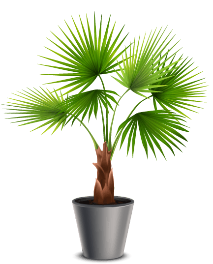 bonsai pot set with hibiscus succulents ivy hanging pots fan palm bamboo stalks vase